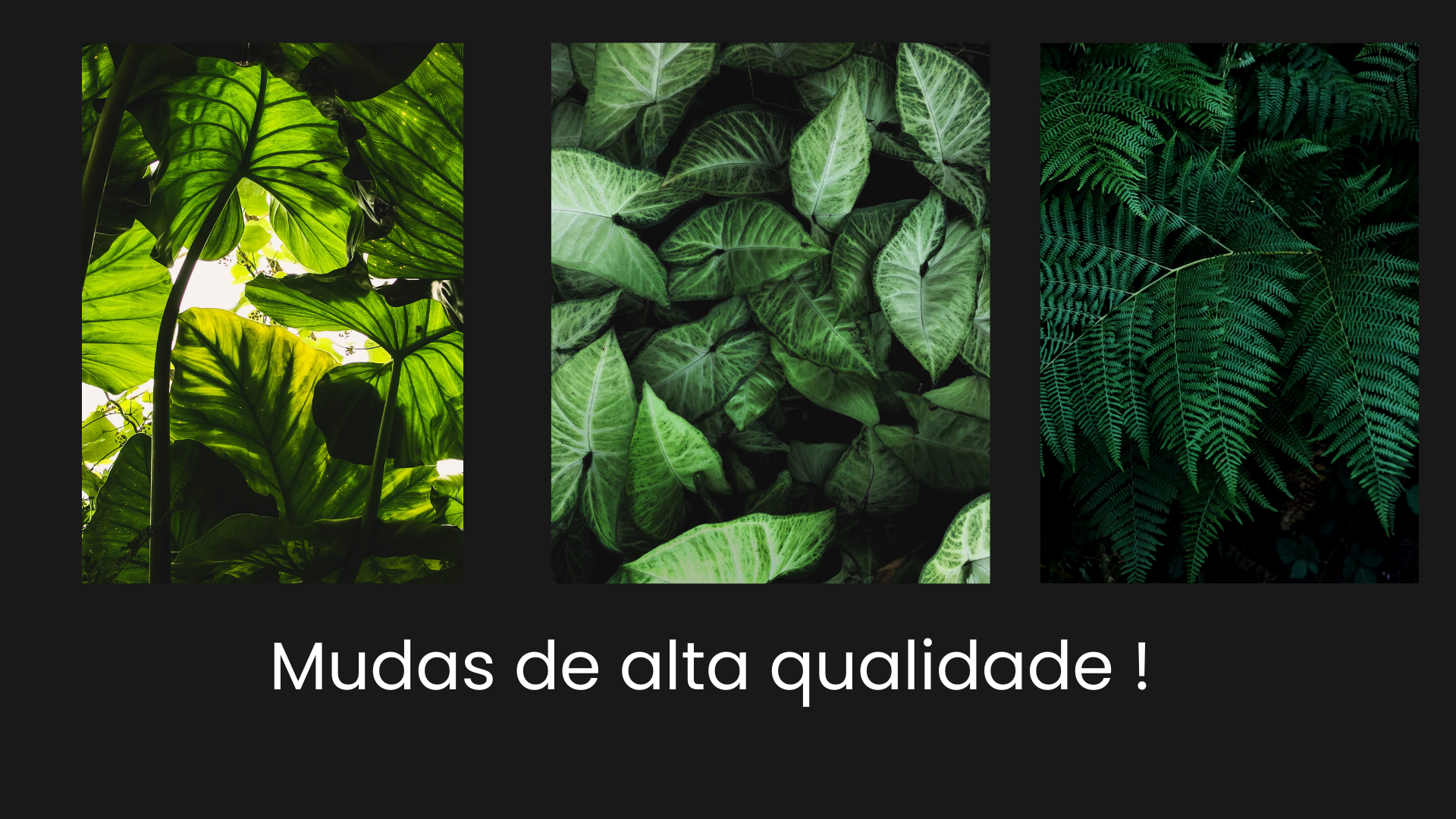 Muda de goiaba